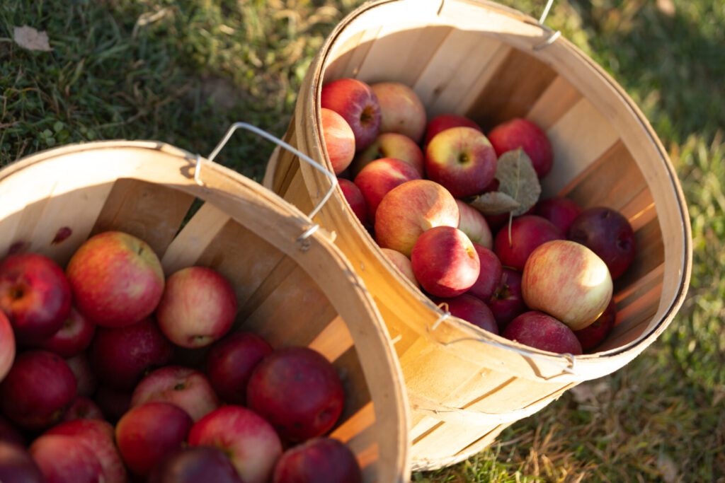Baskets brimming with colorful apples on lush grass evoke autumn harvest beauty and nostalgia.